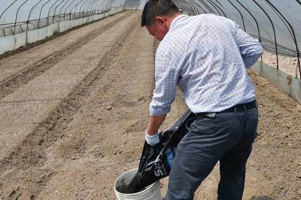 种植冬瓜有哪些注意事项，修剪只留一个主蔓