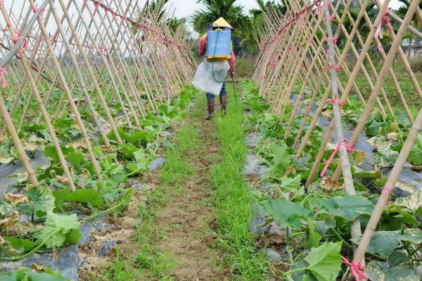 种植冬瓜有哪些注意事项，修剪只留一个主蔓