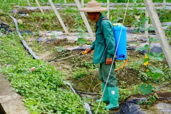 种植冬瓜有哪些注意事项，修剪只留一个主蔓
