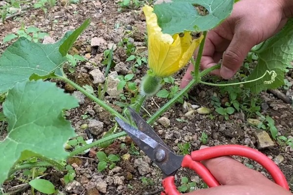 种植冬瓜有哪些注意事项，修剪只留一个主蔓