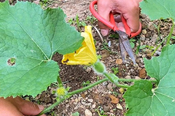 种植冬瓜有哪些注意事项，修剪只留一个主蔓