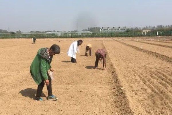 种植冬瓜有哪些注意事项，修剪只留一个主蔓