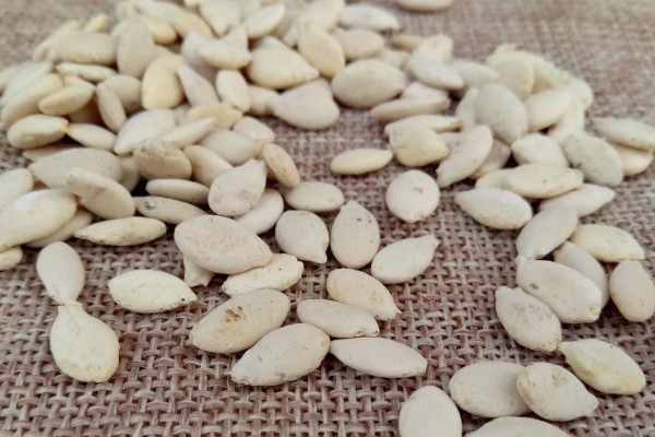 种植冬瓜有哪些注意事项，修剪只留一个主蔓