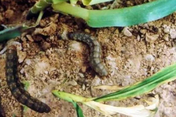 种植冬瓜有哪些注意事项，修剪只留一个主蔓