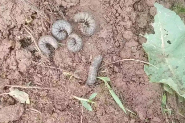 种植冬瓜有哪些注意事项，修剪只留一个主蔓