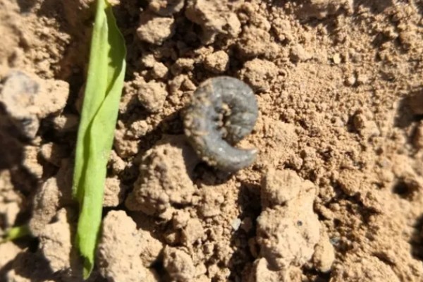 种植冬瓜有哪些注意事项，修剪只留一个主蔓