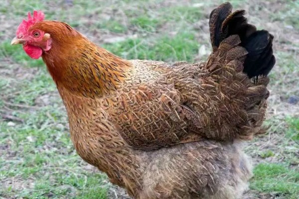 高产麻羽绿壳蛋鸡有什么特点,体型小适应性较强、产下的蛋呈绿色