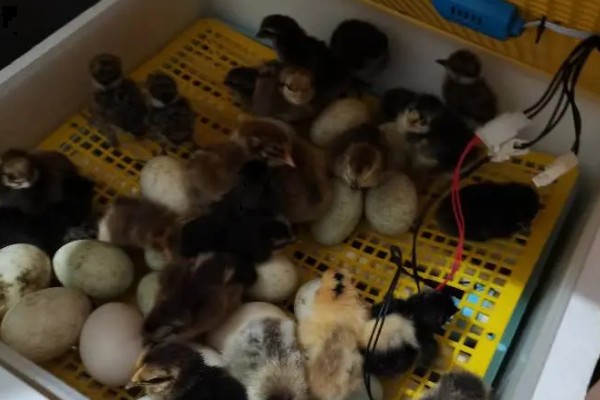 高产麻羽绿壳蛋鸡有什么特点,体型小适应性较强、产下的蛋呈绿色