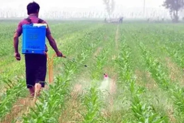 使用玉米封闭除草剂的温度要求，平均气温低于15℃时不能用药