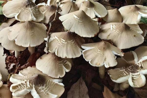 鸡枞能人工种植吗,可以人工种植