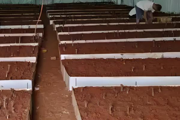 鸡枞能人工种植吗,可以人工种植