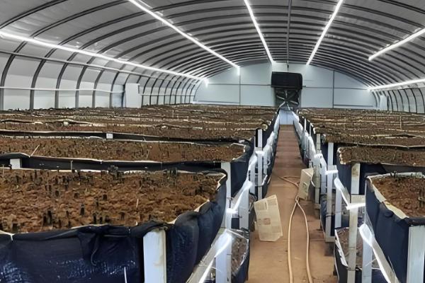 鸡枞能人工种植吗,可以人工种植