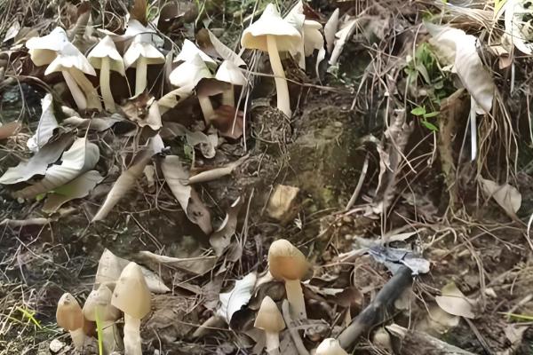 鸡枞能人工种植吗,可以人工种植