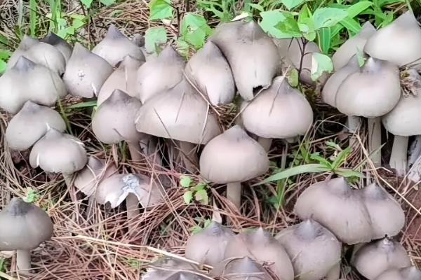 鸡枞能人工种植吗,可以人工种植