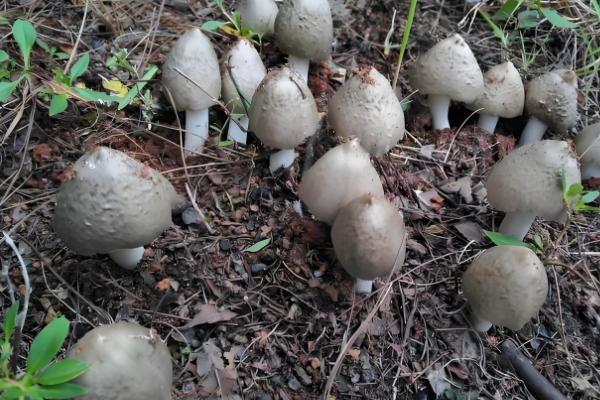 鸡枞能人工种植吗,可以人工种植