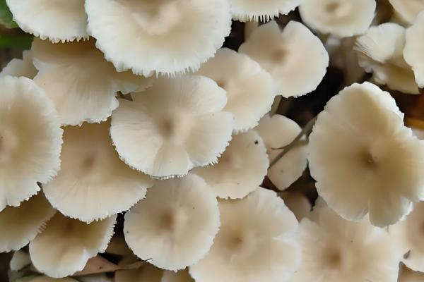 鸡枞能人工种植吗,可以人工种植