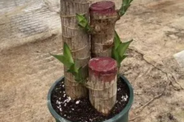 巴西木怎么养殖,生长期每隔半个月追施一次氮肥