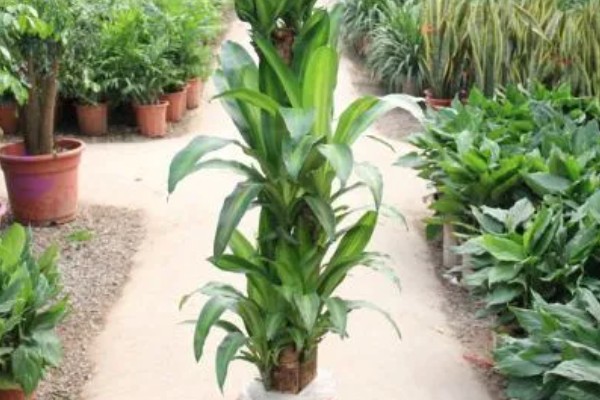 巴西木怎么养殖,生长期每隔半个月追施一次氮肥