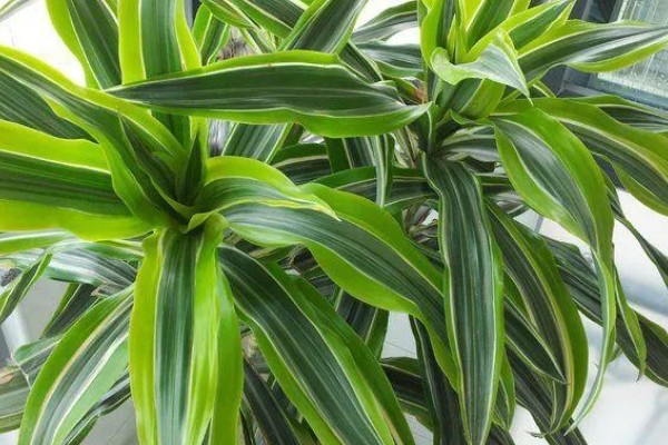 巴西木怎么养殖,生长期每隔半个月追施一次氮肥