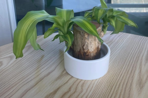 巴西木怎么养殖,生长期每隔半个月追施一次氮肥