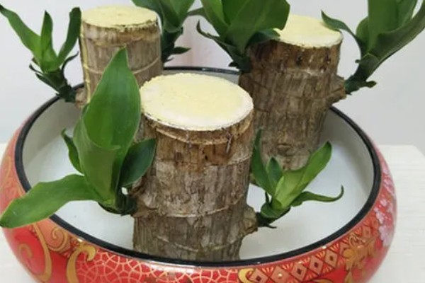 巴西木怎么养殖,生长期每隔半个月追施一次氮肥