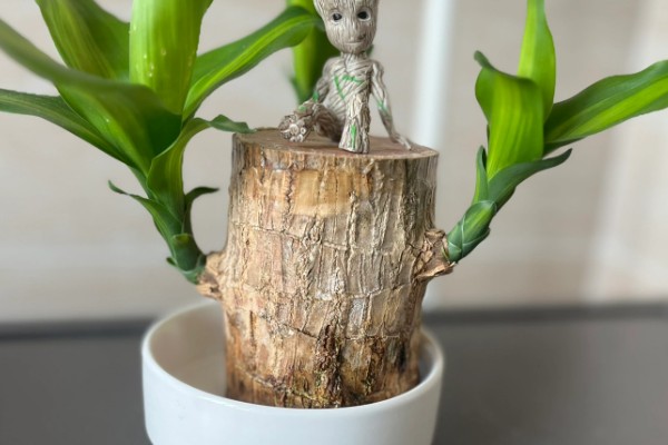 巴西木怎么养殖,生长期每隔半个月追施一次氮肥