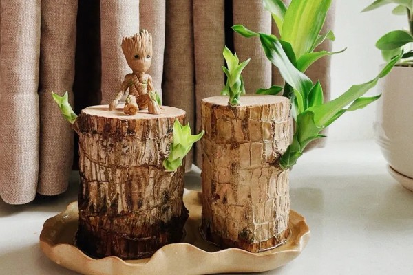 巴西木怎么养殖,生长期每隔半个月追施一次氮肥