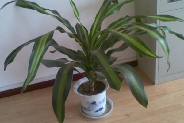 巴西木怎么养殖,生长期每隔半个月追施一次氮肥