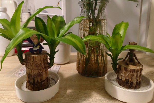 巴西木怎么养殖,生长期每隔半个月追施一次氮肥