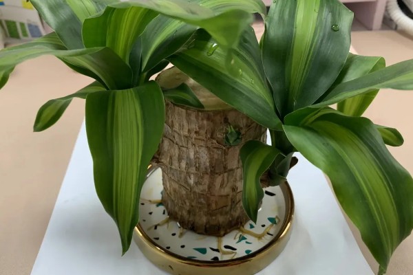 巴西木怎么养殖,生长期每隔半个月追施一次氮肥