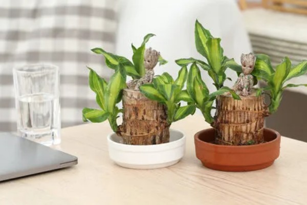 巴西木怎么养殖,生长期每隔半个月追施一次氮肥