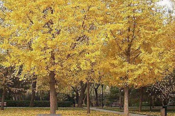 银杏被称为活化石的原因，早在两亿七千万年前便已存在