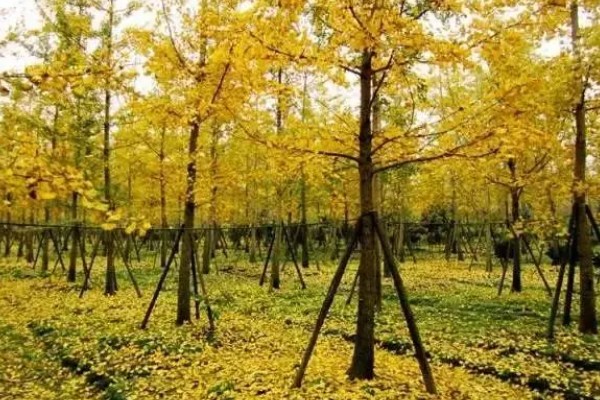 银杏被称为活化石的原因，早在两亿七千万年前便已存在