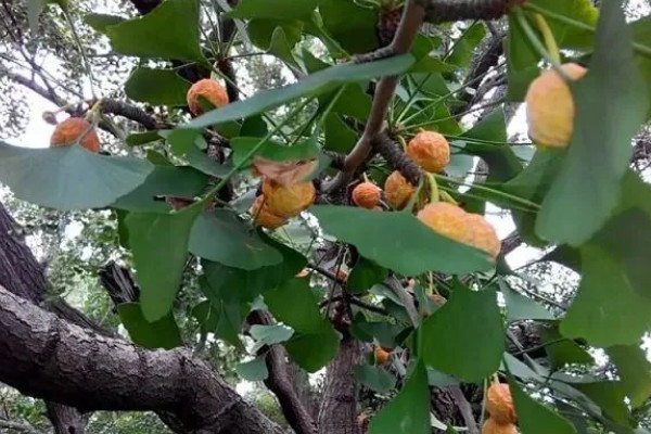 银杏被称为活化石的原因，早在两亿七千万年前便已存在