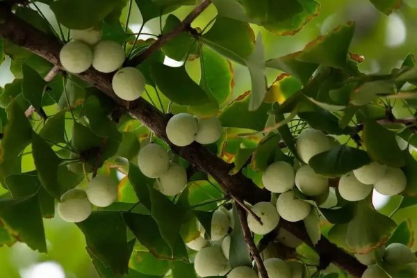 银杏被称为活化石的原因，早在两亿七千万年前便已存在