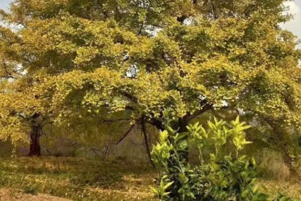 银杏被称为活化石的原因，早在两亿七千万年前便已存在