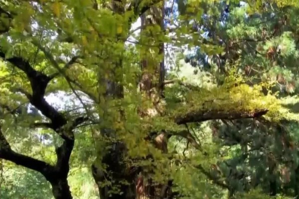 银杏被称为活化石的原因，早在两亿七千万年前便已存在