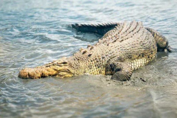 鳄鱼的繁殖方法，交配后会产卵