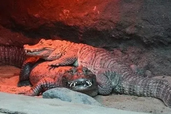 鳄鱼的繁殖方法，交配后会产卵