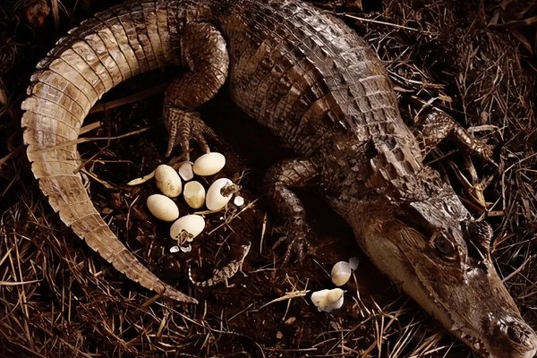 鳄鱼的繁殖方法，交配后会产卵