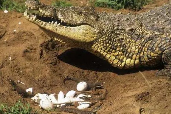 鳄鱼的繁殖方法，交配后会产卵
