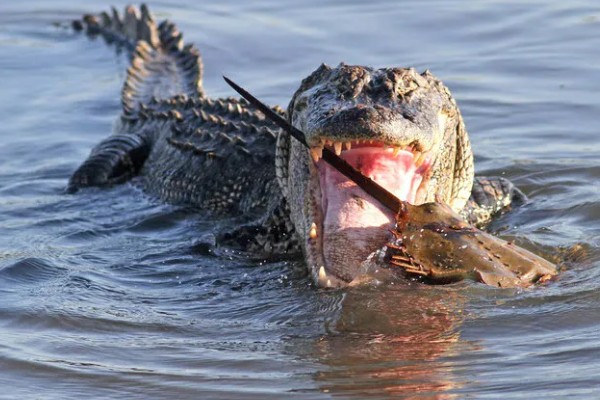 鳄鱼的繁殖方法，交配后会产卵