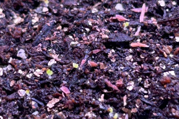 雁来红如何繁殖,可以播种或扦插