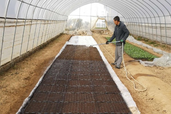 雁来红如何繁殖,可以播种或扦插