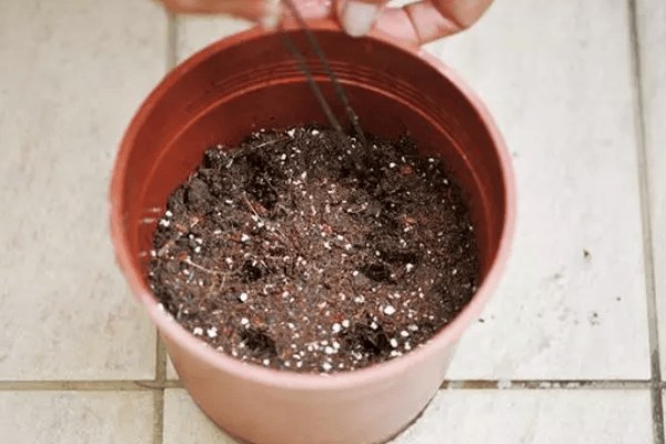 雁来红如何繁殖,可以播种或扦插