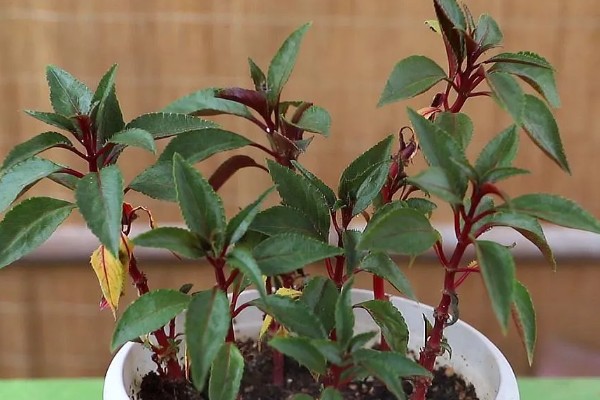 雁来红如何繁殖,可以播种或扦插