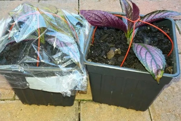 雁来红如何繁殖,可以播种或扦插