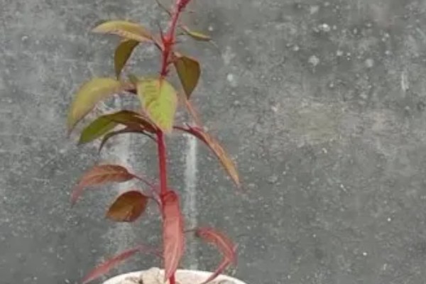 雁来红如何繁殖,可以播种或扦插