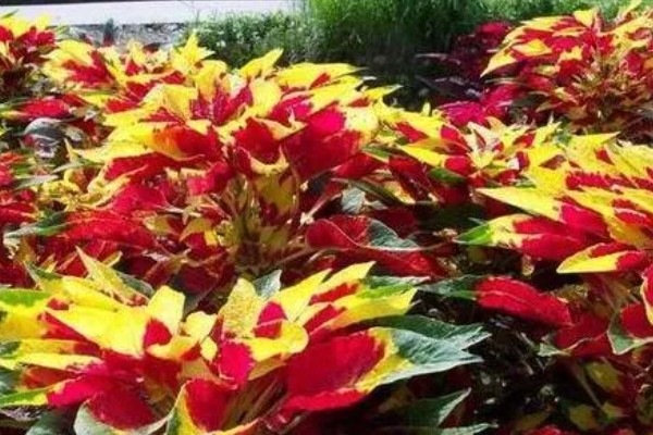 雁来红如何繁殖,可以播种或扦插