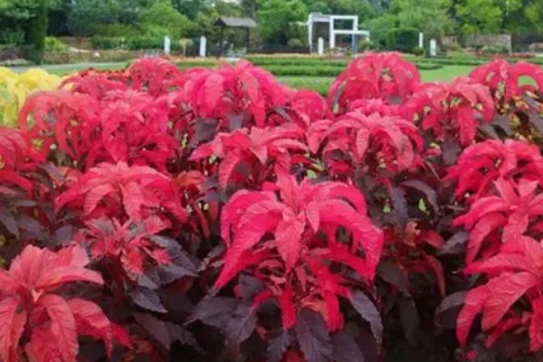 雁来红如何繁殖,可以播种或扦插